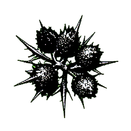 Bush Berry (1-Bit) - 256x256 pixel art sprite