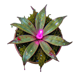 Carnivorous Plant (Atmospheric) - 256x256 pixel art sprite