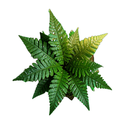 Fern (HD-2D) — 256×256 像素游戏素材