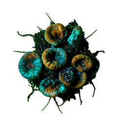 Agrupamento de Cogumelos (Cinemático) — sprite pixel art 256×256