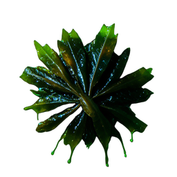 Seaweed (Cinematic) - 256x256 pixel art sprite