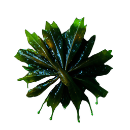 해초 (영화적) — 256×256 픽셀 아트 스프라이트