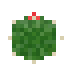 Round Cactus
