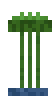 Papyrus Plant