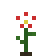 Red Wildflower