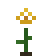 Yellow Wildflower