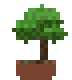 Arbre Bonsaï
