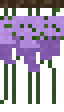 Wisteria Vine