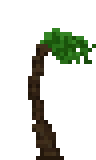 Palm Tree