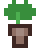 Vaso de Planta
