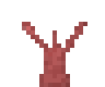 Red Coral Formation