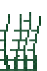 Kelp Forest