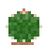Cacto barril