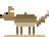 Coyote