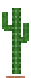 Saguaro Cactus